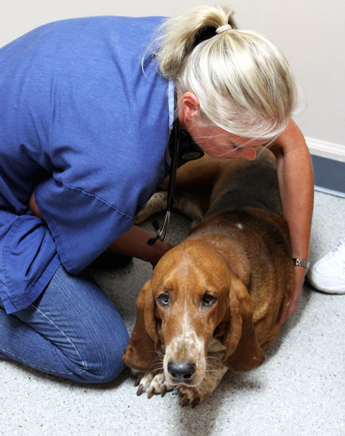 Pet Wellness Clinic Near Me Pet Diagnostics Near Me 97239 Wildwood