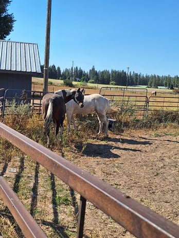 Images Painted Mountain Ranch, LLC