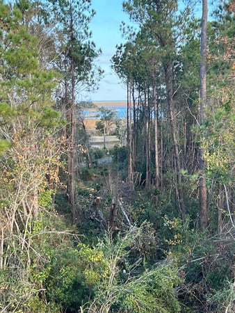 Images A Cut Above Tree Experts