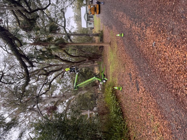 Images Trent's Tree Service The Neighborhood Arborist LLC