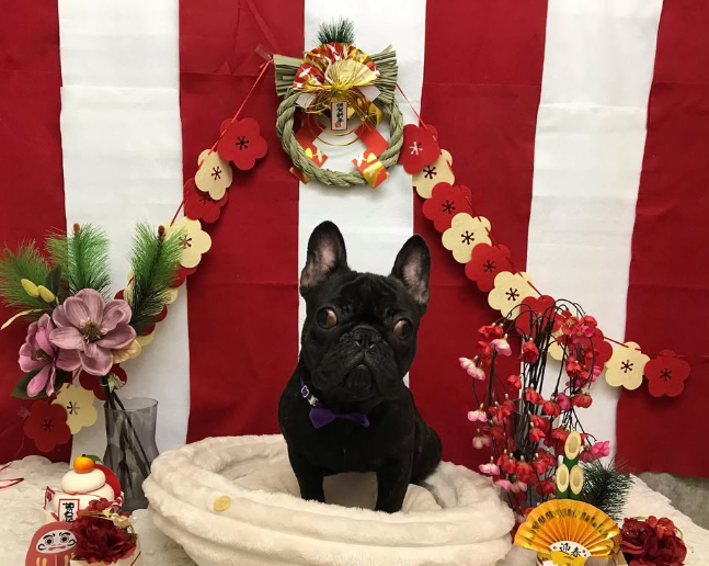 Images ペットショップ 犬の家