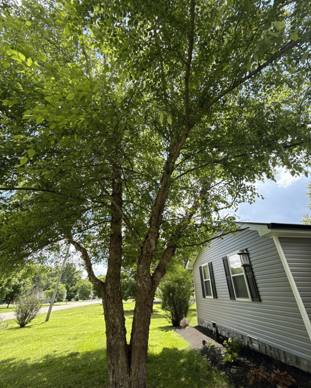 Images Tree Masters of Tennessee