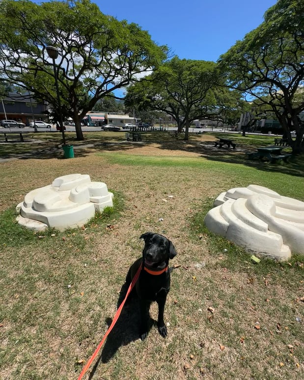 Images Alpha K-9 Dog Training