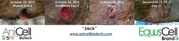 Images AniCell Biotech, LLC