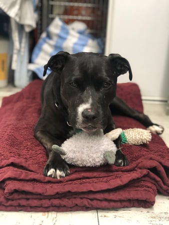 Images Melrose La Brea Animal Hospital