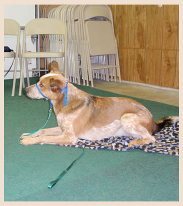 Manners/Obedience Classes