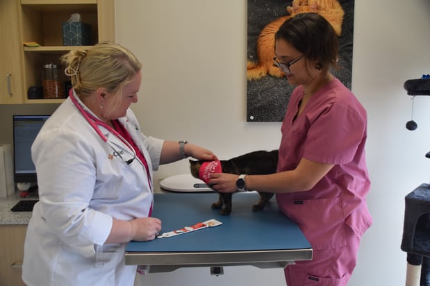 Images CityVet Veterinary Clinic & Urgent Care