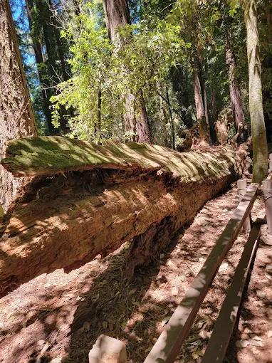 Images Santa Cruz Redwoods RV Resort