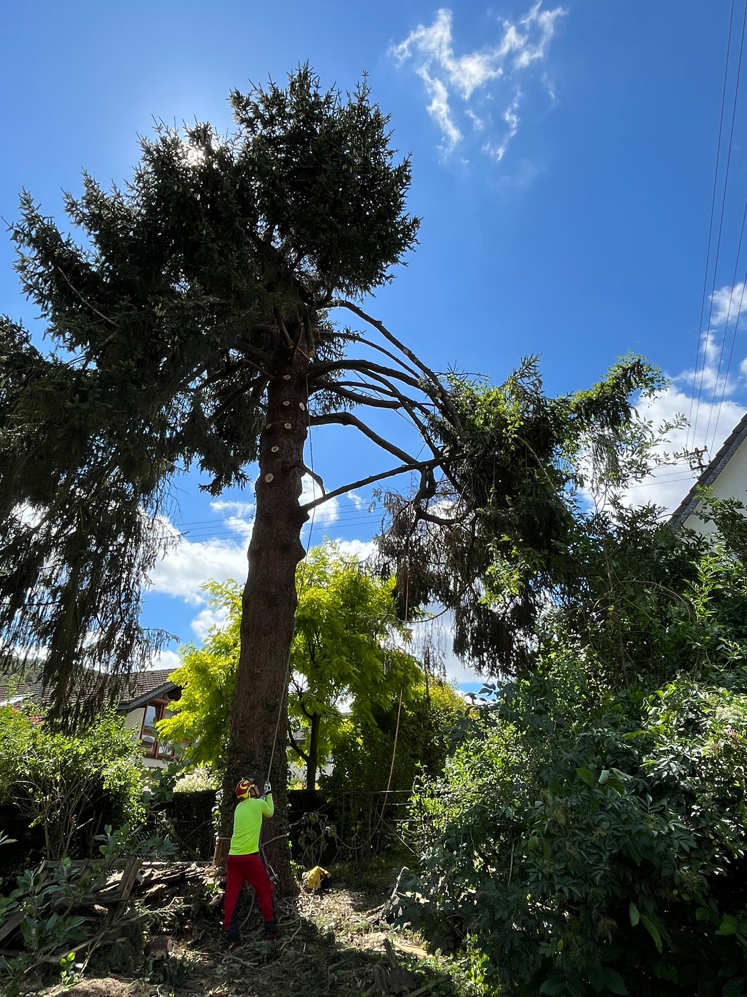 Baum- & Gartenpflege Loose in Melsbach