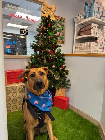 Images VCA Fleming Island Animal Hospital