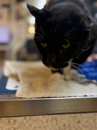Images VCA Southeast Portland Animal Hospital