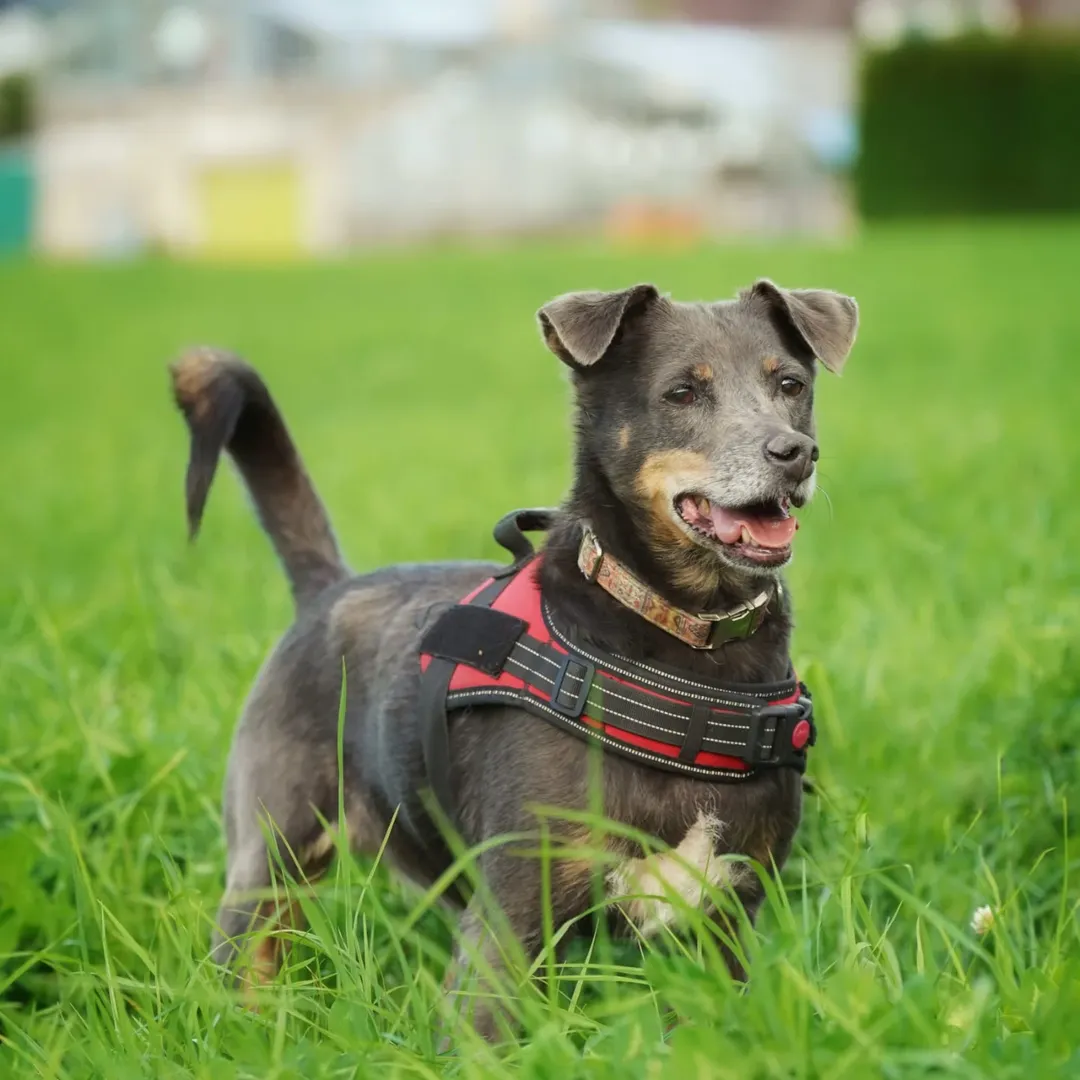 Bild 2 von Tierschutz Bezirk Liezen - Tierheim Trieben