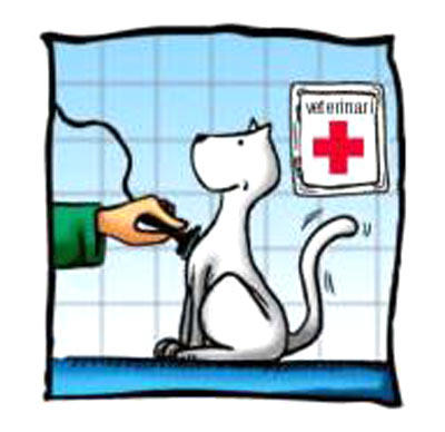Images Ambulatorio Veterinario Associato Noe' Marasso