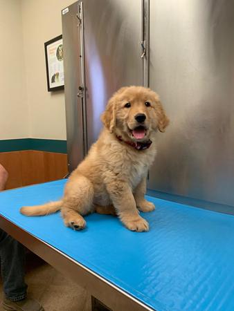 Images Red Bank Veterinary Hospital (RBVH) - Hillsborough