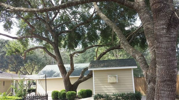 Images TNT Tree Service