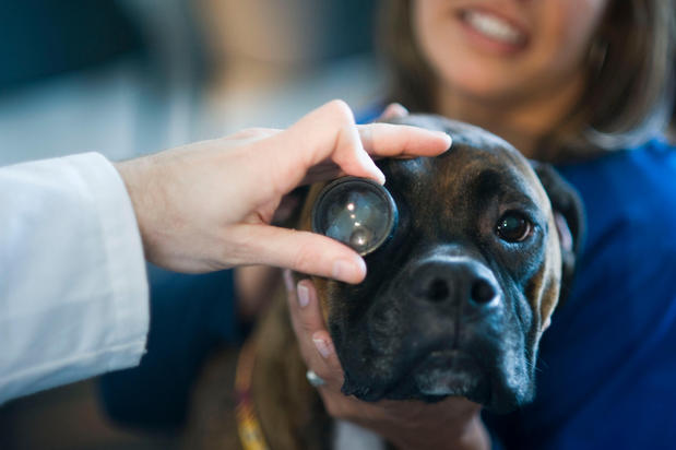 Images Bush Veterinary Neurology Service (BVNS) - Rockville