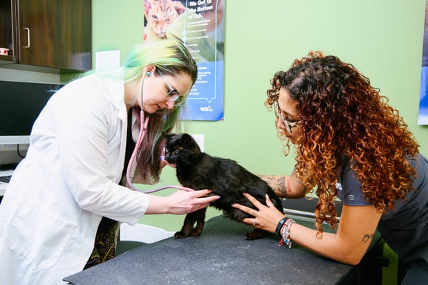 Images VCA North Rockville Animal Hospital