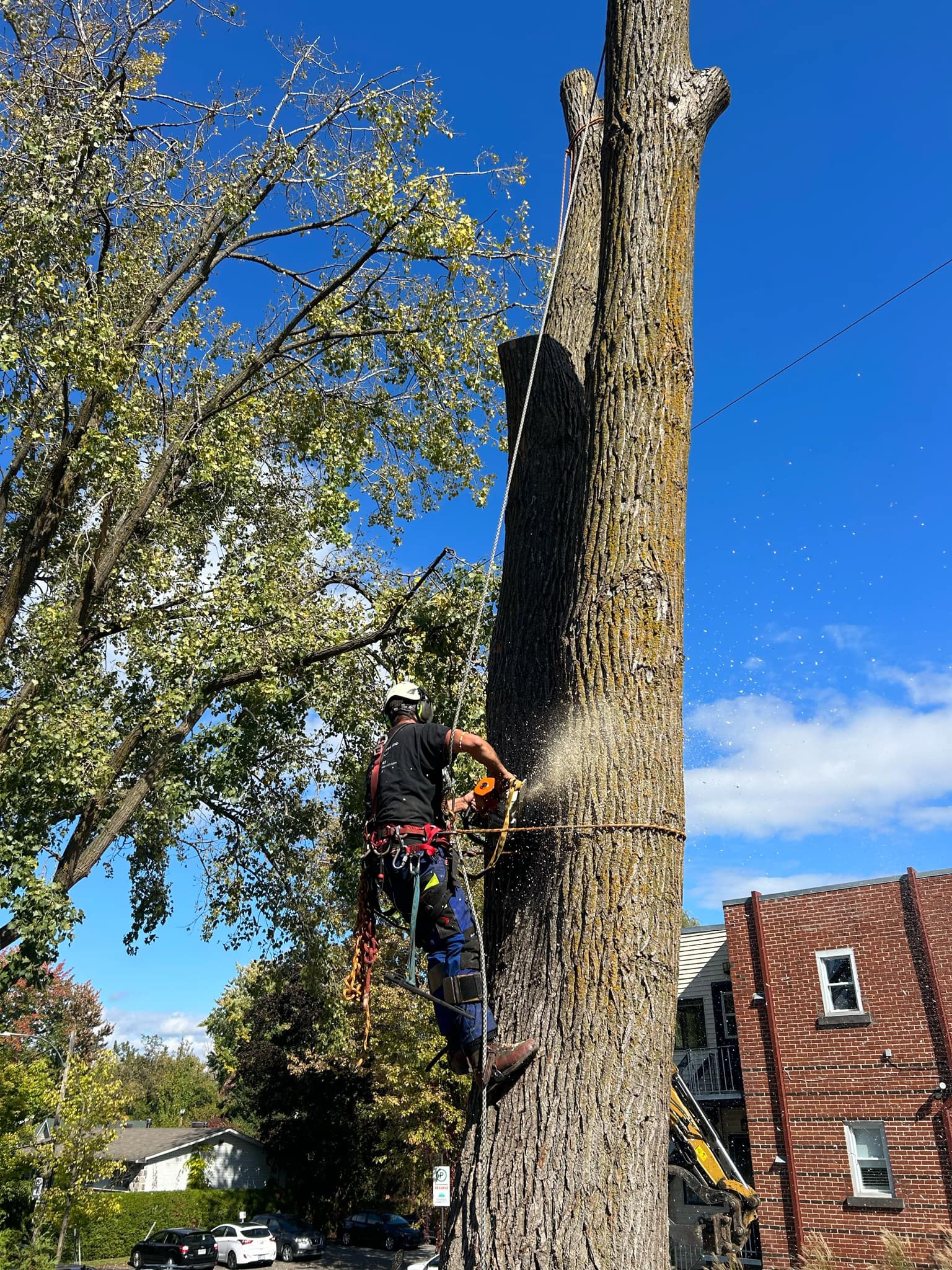 Images Élagage Frère d'Arbres