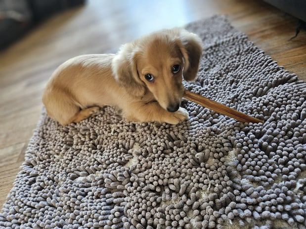 Images ABC's of Dog Training