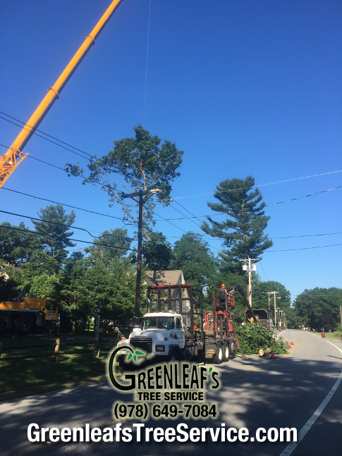 Greenleaf's Tree Service Photo