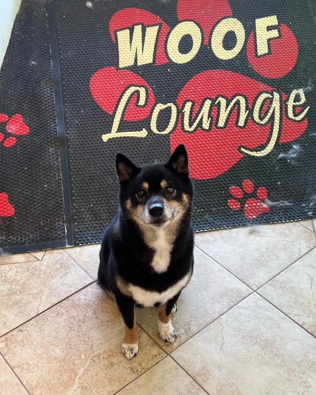 Images Pamper Your Pet II
