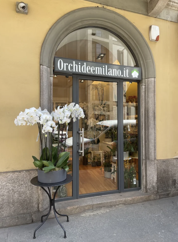 Images orchideemilano.it