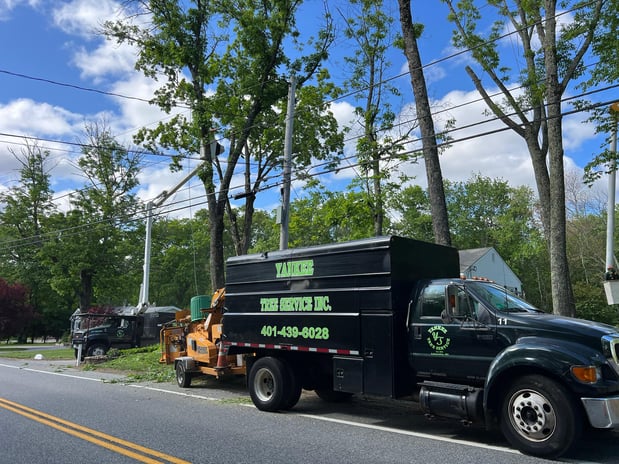 Images Yankee Tree Service