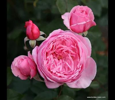 Rosa 'Kiss Me Kate'_Zanker Gartenbau