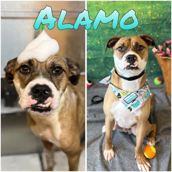 A split image shows a dog with suds on its head on the left and the same dog sitting and wearing a bandana on the right. The word "ALAMO" is written in large, bubbly text across the top of the image. On the left, the dog is looking directly at the camera with its mouth slightly open, revealing its teeth. The background is blurred and appears to be a grooming station. On the right, the dog is sitting on a grey blanket with a green, grassy backdrop and a basket of pink flowers. It is wearing a black collar and a bandana with a video game controller pattern. Several colorful balls are scattered around the dog, including one at its feet.