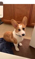 Images Dog Pawpa K9 Connection