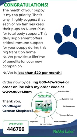 Images VanBlargan German Shepherds