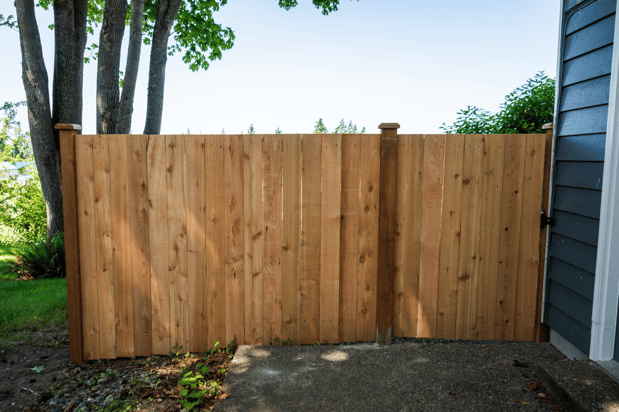 Images Rare Bears Fencing