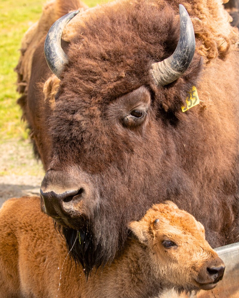 Alaska Wildlife Conservation Center