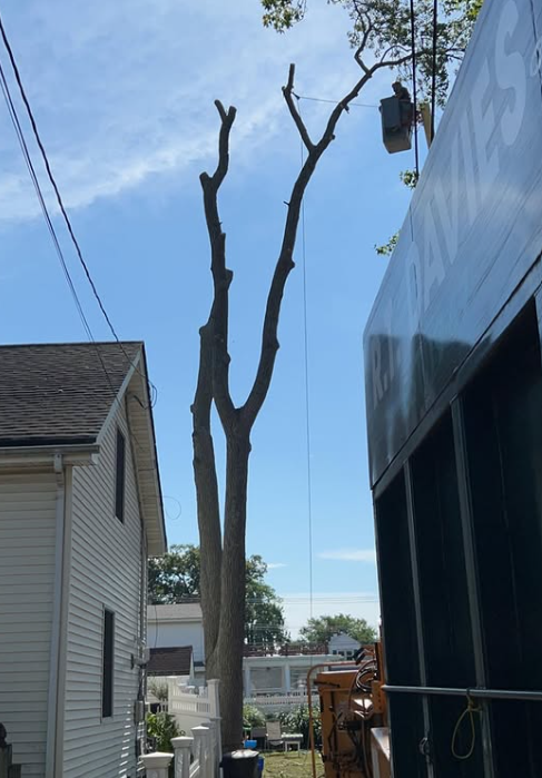 Images R.T. Davies Inc. Tree Experts