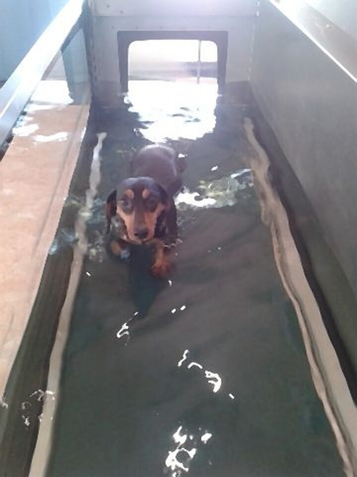 DogWaysCenter Moiken Plath - Hundephysio, Hundehotel/Pension, Hundetraining, Andreßenweg 1 in Friedrichskoog