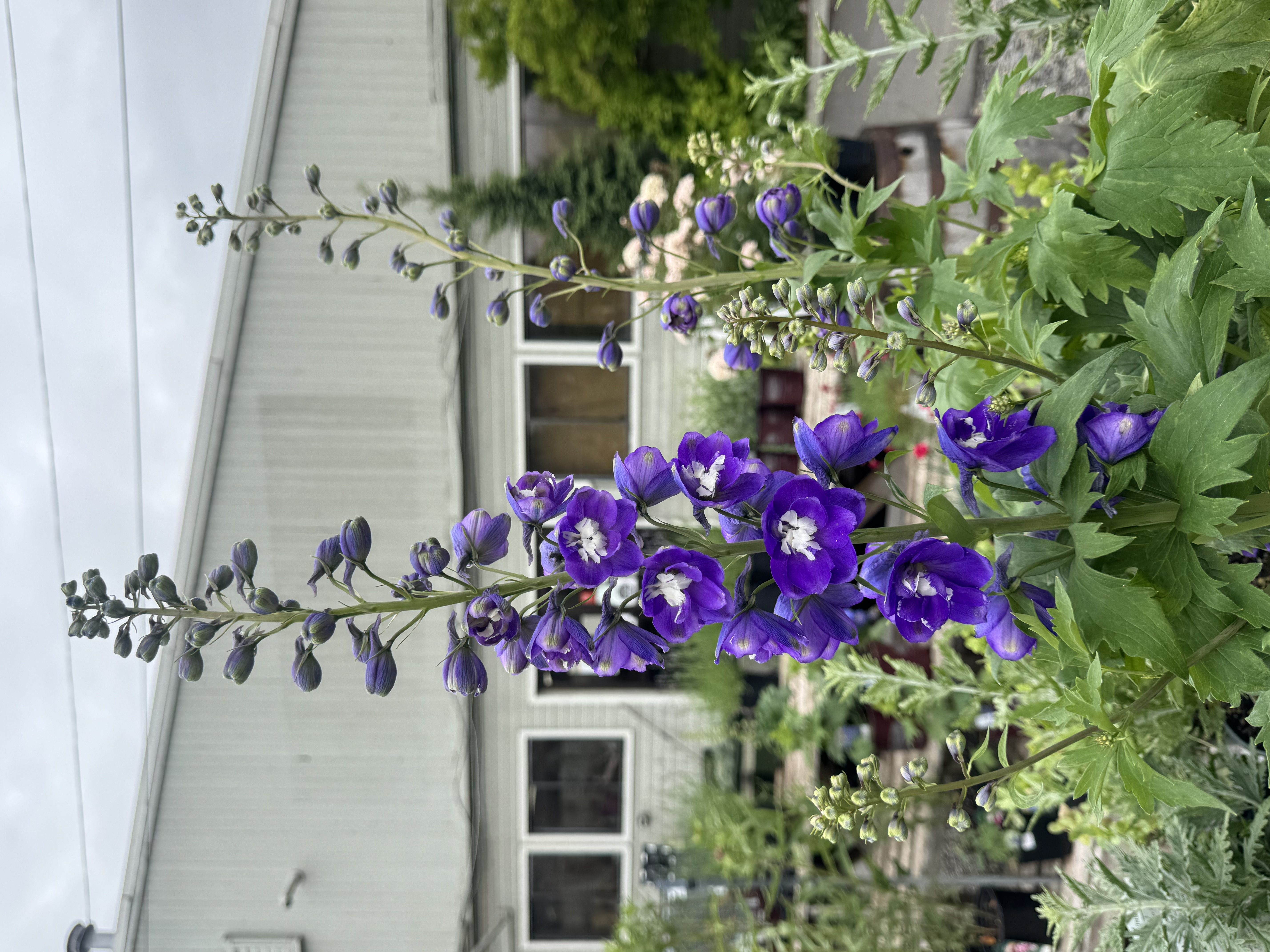 Perennials add a lot of color to your yard. We get a fresh shipment every week of the latest bloomin 