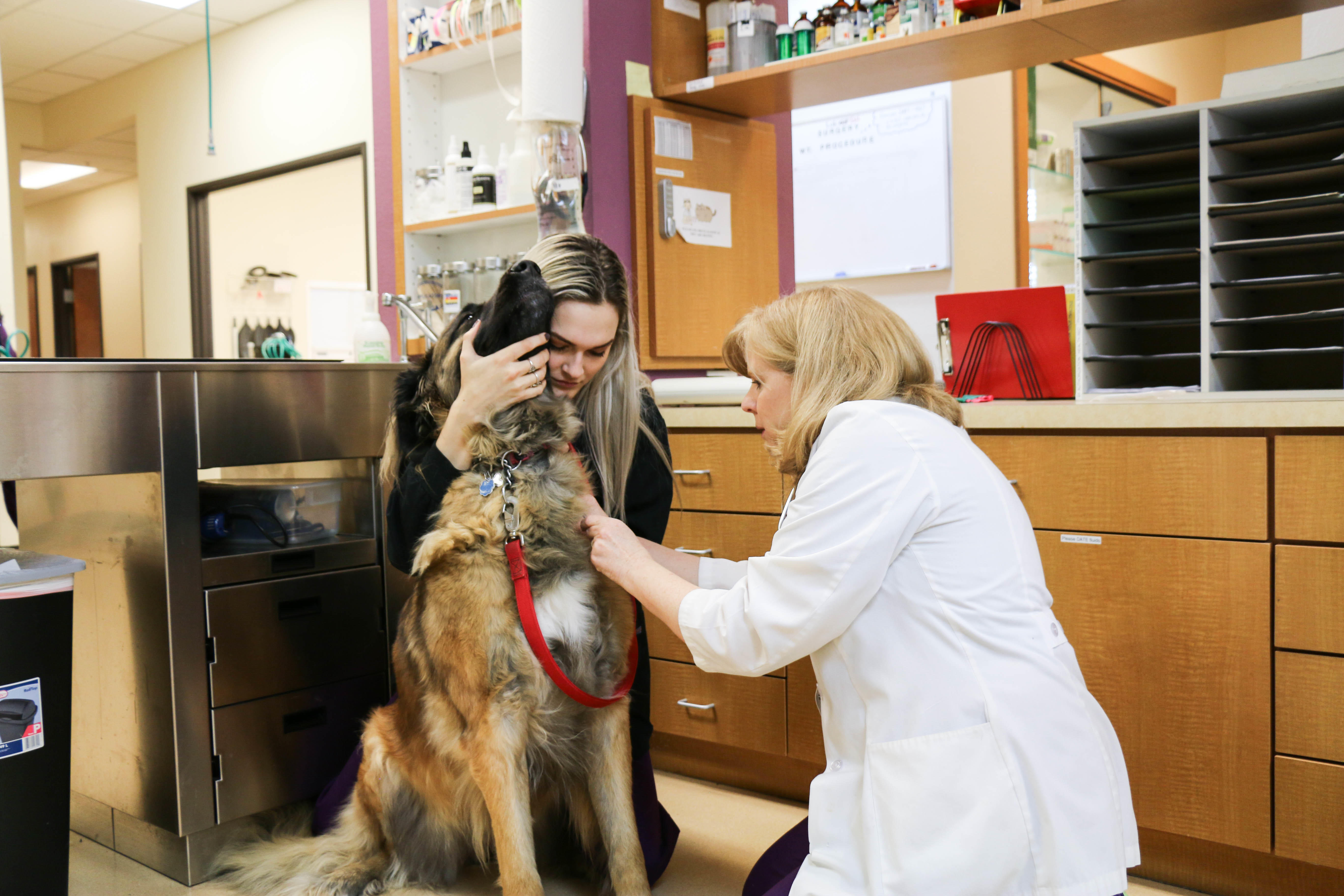 Dr. Jamie Hutton administers a vaccine with the help of a veterinary technician.