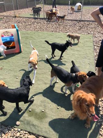 Images Daisy's Pet Playground