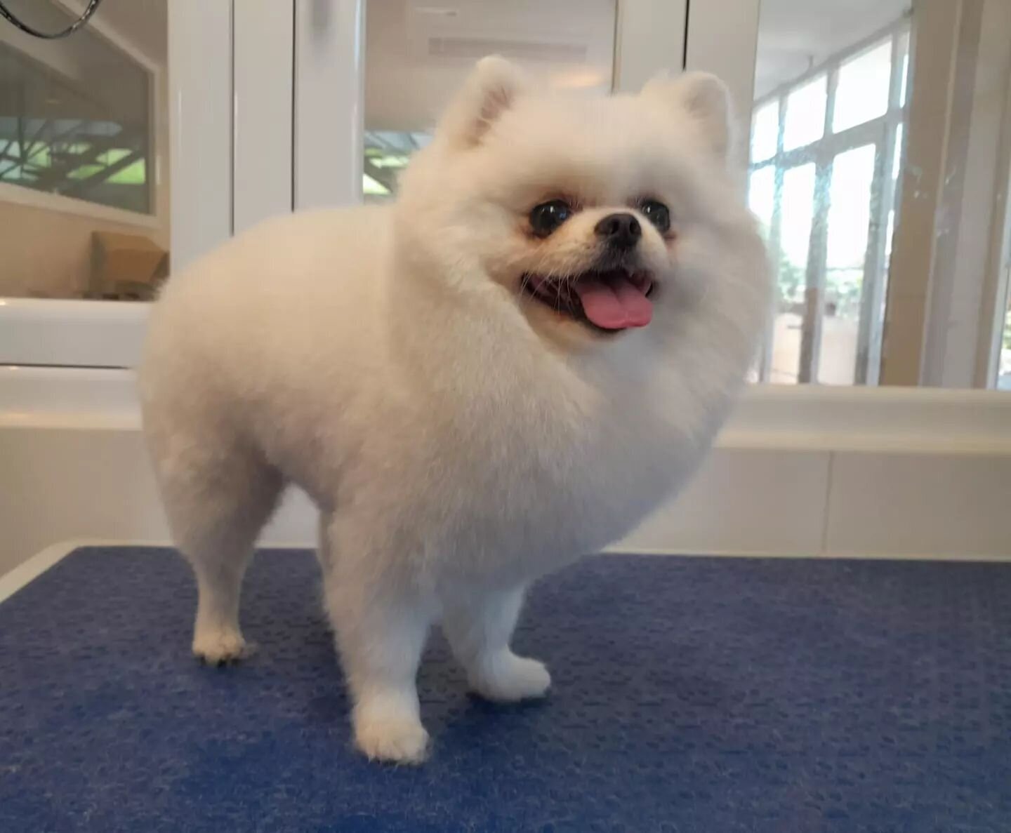 Images The Black Poodle Groom & Care S.L.