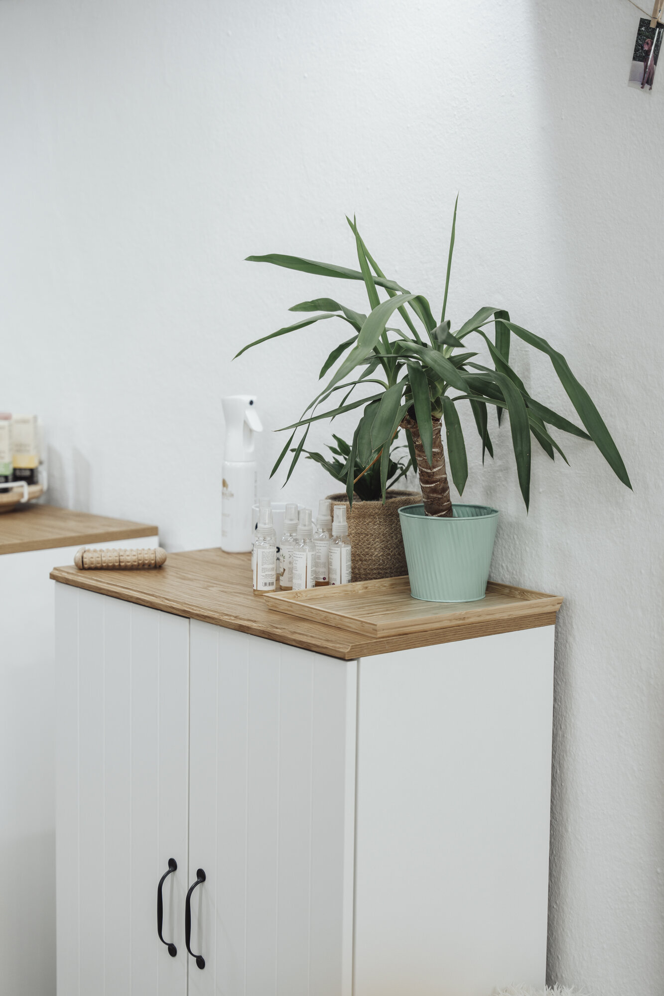 Images The Black Poodle Groom & Care S.L.