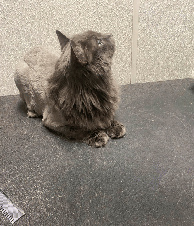 Images Miss Molly's Lap of Luxury Grooming Salon