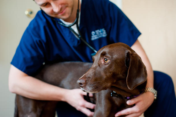 Images Bush Veterinary Neurology Service (BVNS) - Rockville