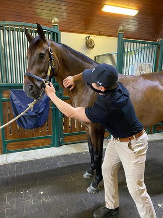 Images Palm Beach Equine Clinic