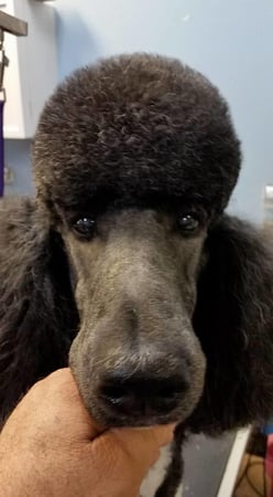 Images Palm Harbor Pet Grooming