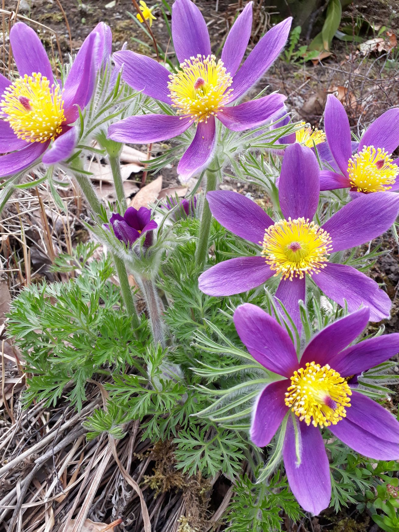 Bilder Gärtnerei Ziegler Samuel