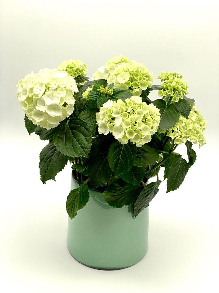 Blumen Peter & Gerti Schuster, Hervicusgasse 25 in Wien