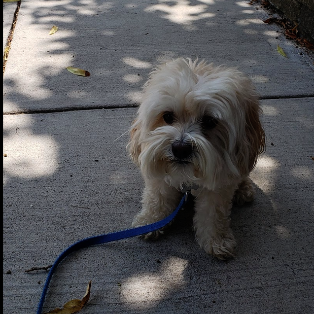 Images Danny's Pet Care LLC