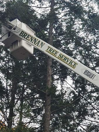 Images Brennan Tree Service