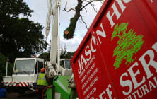 Images Jason Higgins Tree Services