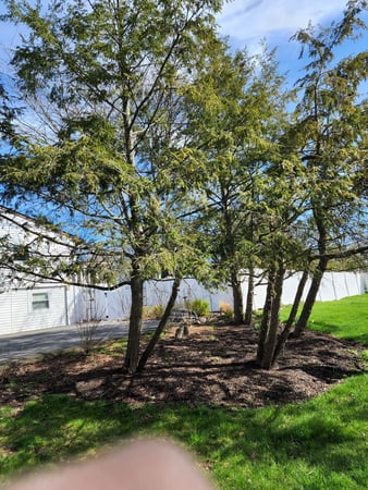 Images 4 Seasons Tree Service